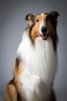 Lassie, the 10th generation descendant from the original Television star, a Collie, poses for a portrait at the Hotel Pennsylvania in New York, on Saturday, February 9, 2013. Lassie was not competing at Westminster, but was making lots of promotional even