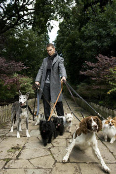 Man walking a group of dogs in London park.