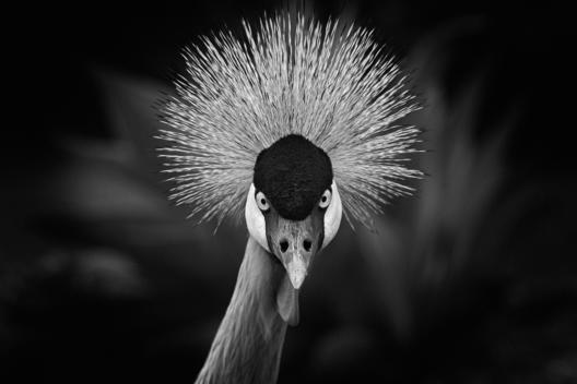 A Crowned Crane bird looking straight on.