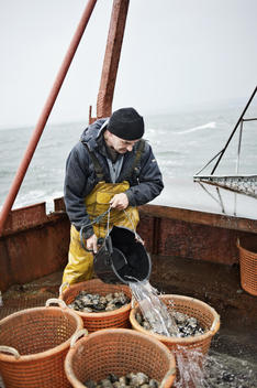 Rob Lamont. Skipper of the Vital Spark oyster fishing boat washing the day\'s catch.