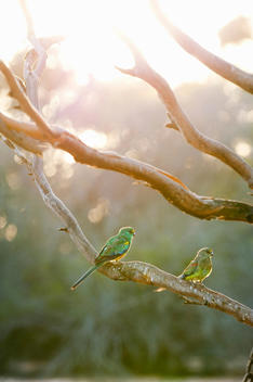 Birds sitting on a branch in the morning, Gawler Ranges, South Australia, Australia