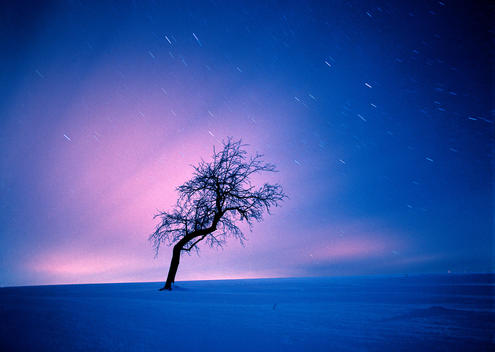 Lonely tree in snow landscape at night under starry night wrapped in soft pink blue sky