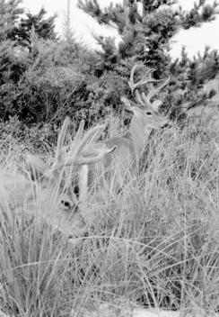 Two Wild Deer In A Meadow.