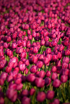 Purple tulips Field