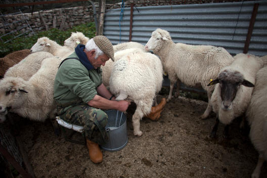 A shepherd milks sheep by hand in Villaluenga del Rosario, in the Sierra de Grazalema National Park, Cadiz province, Andalusia, Spain