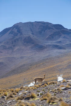 Lone vicu?a standing on a hill near plumes of steam; El Tatio (Tatio Geysers), Chile