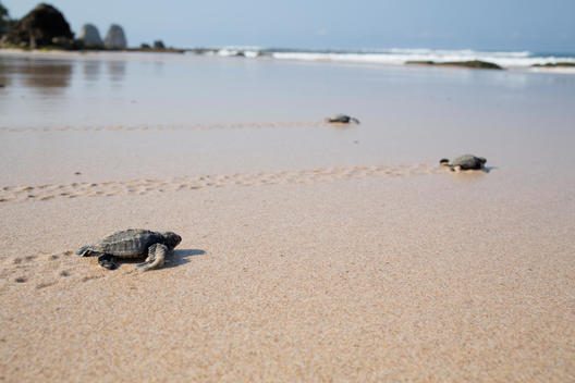 baby turtles making their way to the ocean just after hatching
