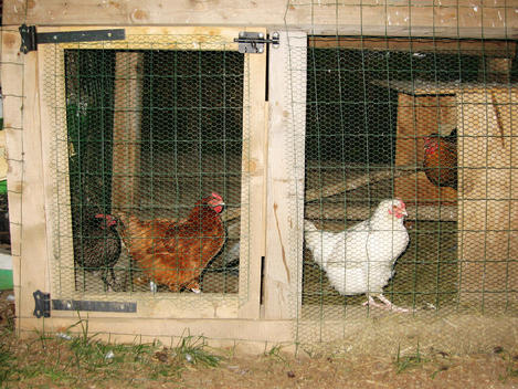 Chickens In Cage