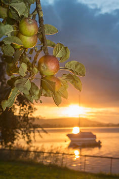 Switzerland, View of Apples branch and sailing boat during sunset