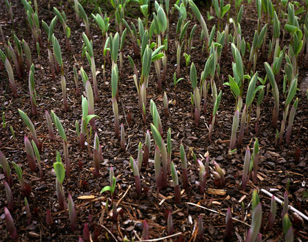 New plants breaking through the ground during Spring, New York City, New York, USA.
