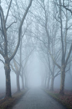Germany, Baden-Wuerttemberg, Constance district, avenue of plane trees in fog