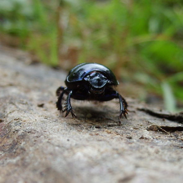 Black beetle crawling on wood