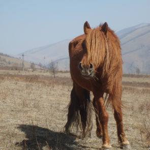 Horse in Mongolia