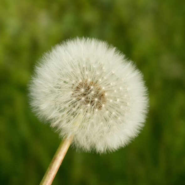 Withered Dandelion – Green Background
