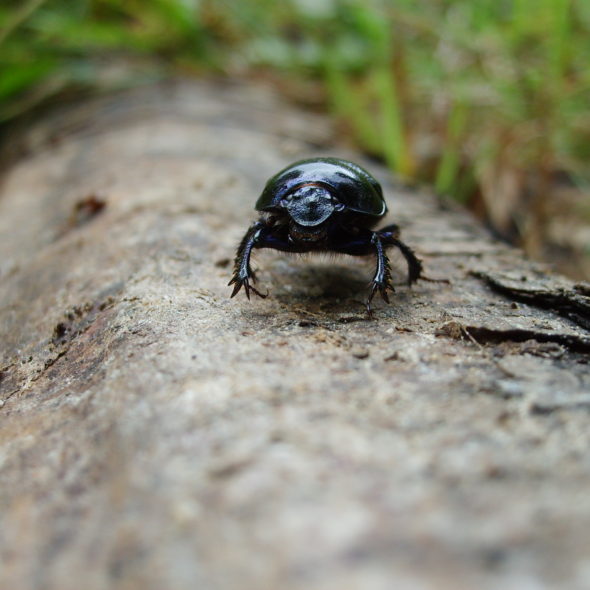Picture of Beetle