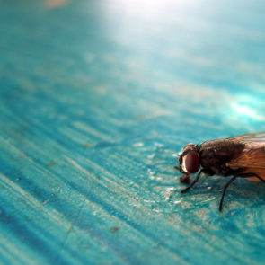 Beautiful fly on the blue table