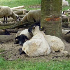 Sheeps resting under a tree.