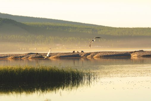 Khövsgöl Lake and Birds