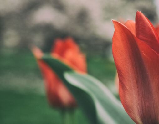 Red tulips - nature art