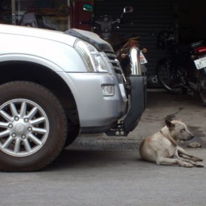 Dog Lying Before Car
