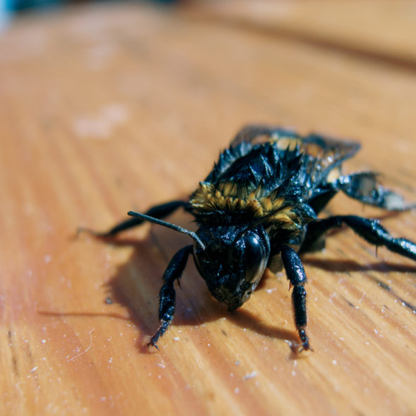 Bumblebee rescued from water