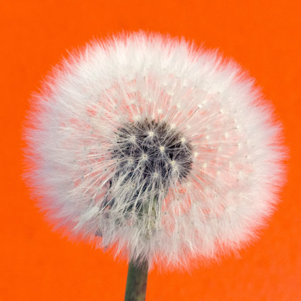 Withered dandelion – Orange Background