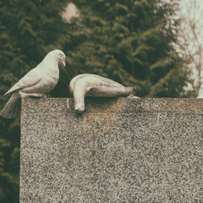 Dead pigeons on the grave