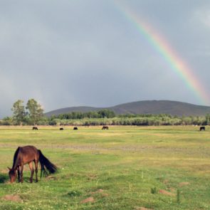 Rainbow and Horse in Mongolia