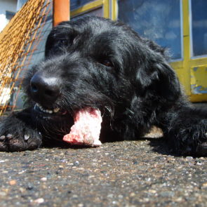 Black dog eating meat