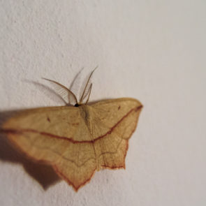 Moth on the Wall
