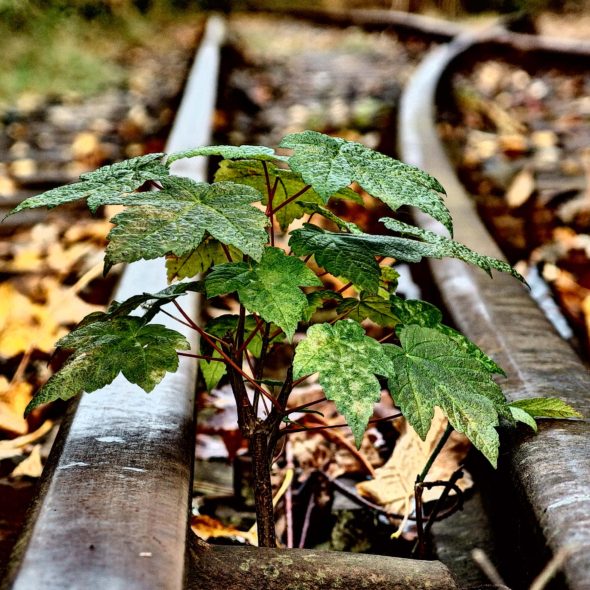 Small Tree And Rails