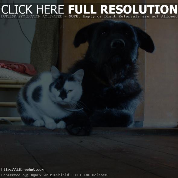 Dog and cat – best friends