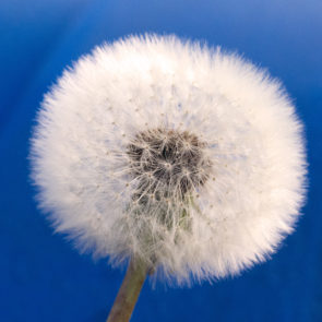 Withered Dandelion – Blue Background