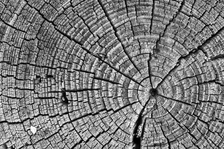 FREE IMAGE: Tree Cut Structure | Libreshot Public Domain Photos