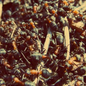 Ants in Anthill