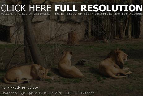 Free image of Lions In Zoo