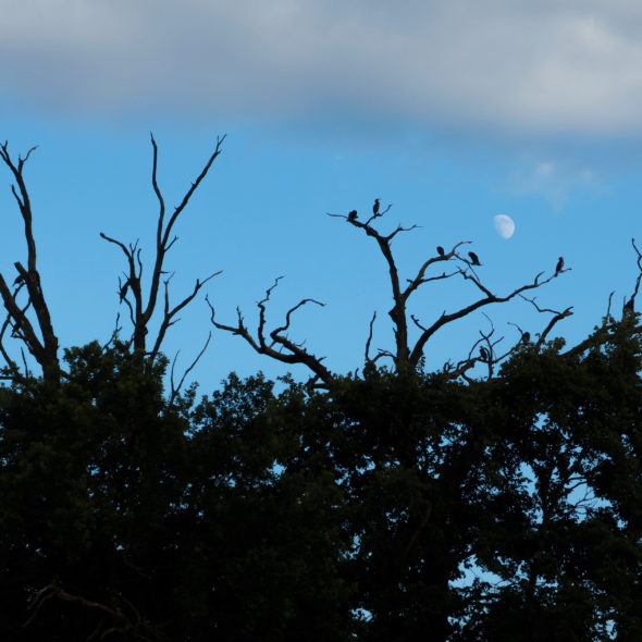 Silhouettes Of Cormorants Nesting In The Trees