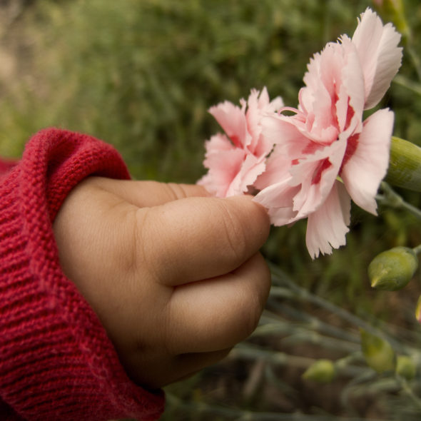 Baby hand picking the flower