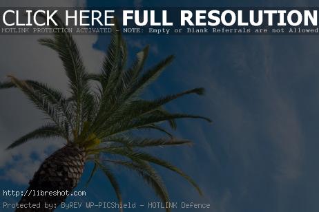Free image of Palm Tree