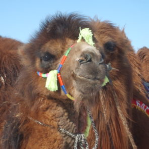 Mongolian racing camel