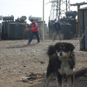 Dog in Ulaanbaatar