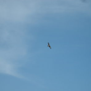 Bird of prey on the sky