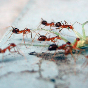 Ants eat the grasshopper