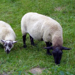 Grazing sheeps