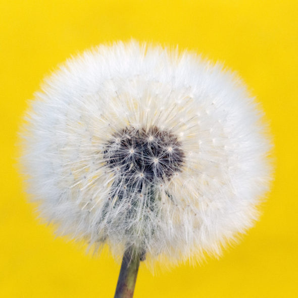 Withered Dandelion – Yellow Background