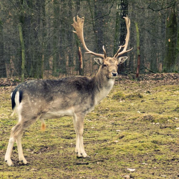 Fallow-deer in the forest