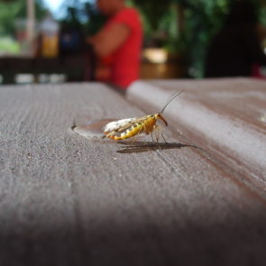 Photo of insect