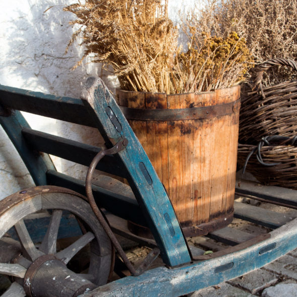 Wheelbarrow And Herbs On A Farm