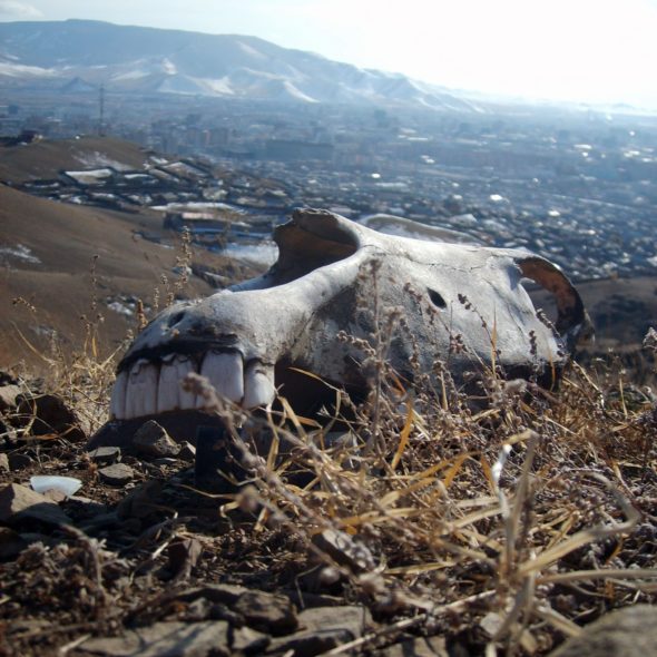 Horse Skull In Mongolia
