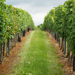 Vineyard South Moravia